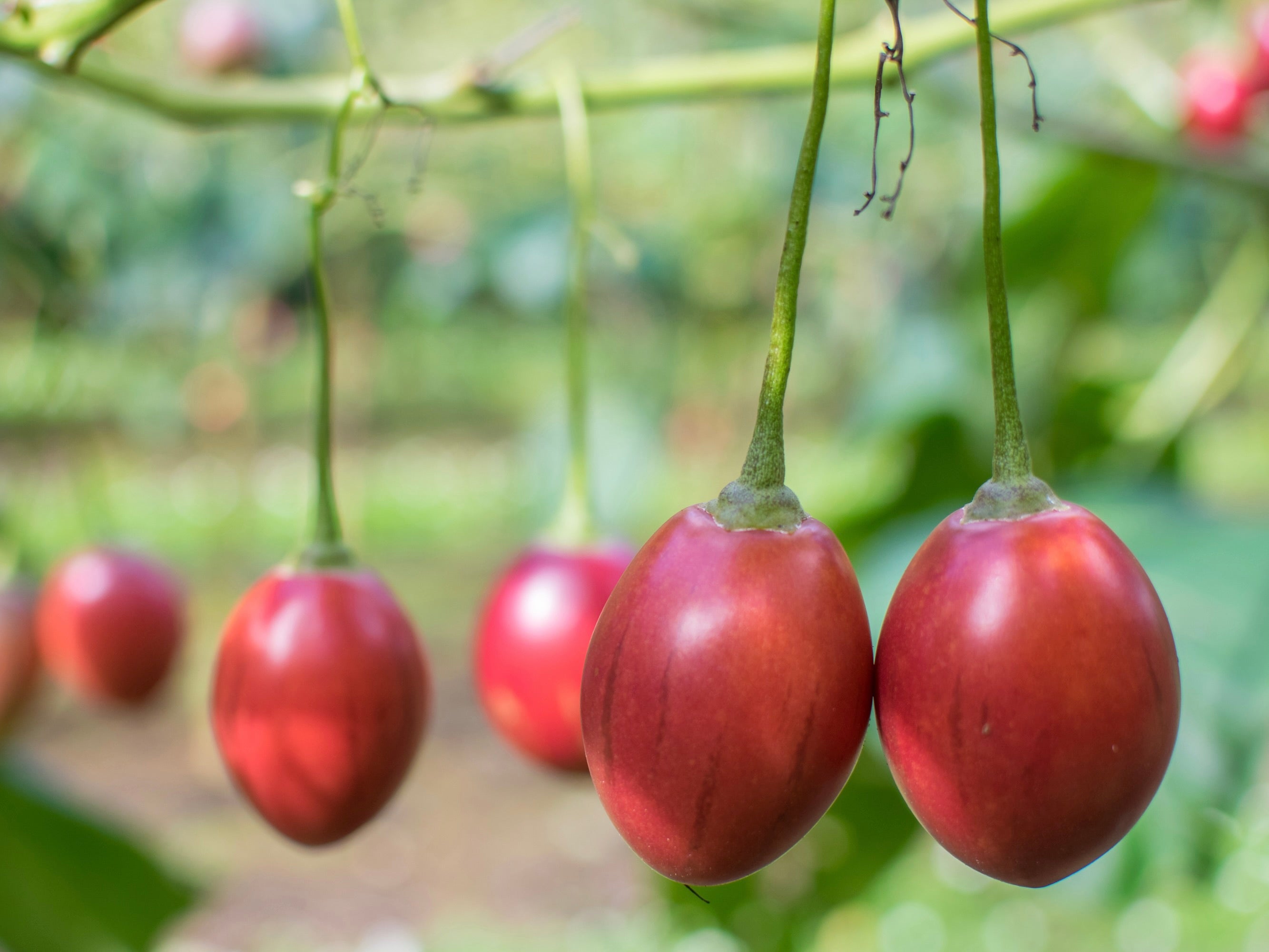 Tauranga Organic Tamarillo