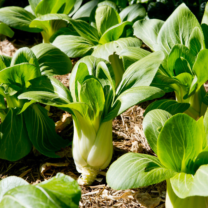 Organic Pak Choi Seedlings - 8 pack bundle