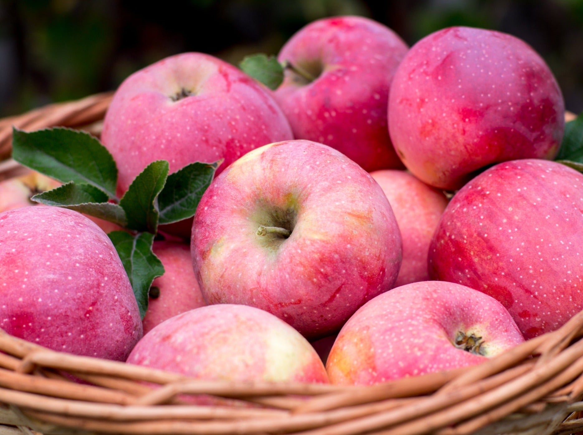 Te Mata Organic Apples - Pink Lady
