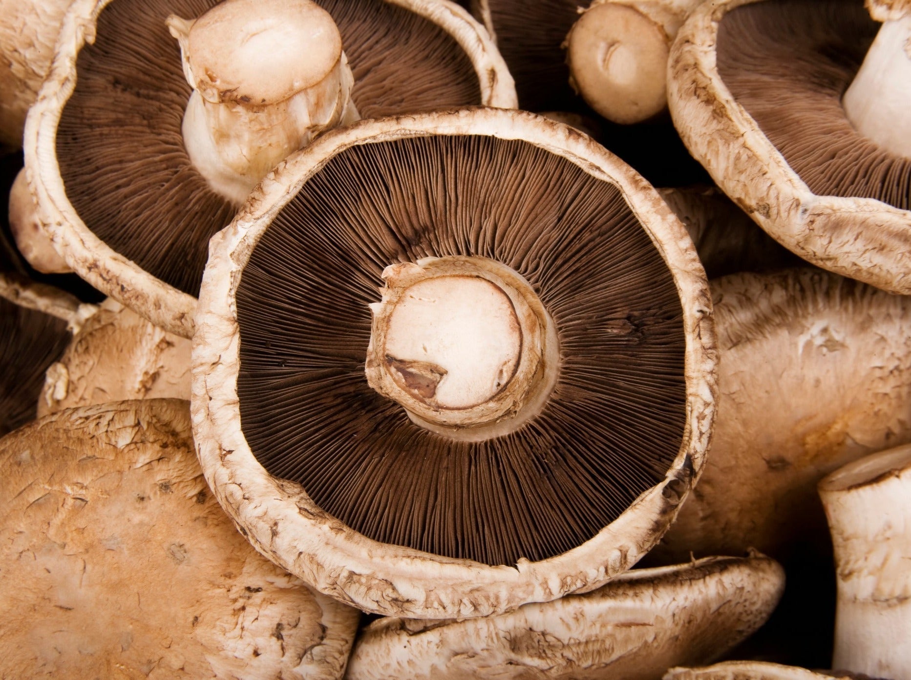 NZ Organic Mushrooms - Portobello 250g Pack