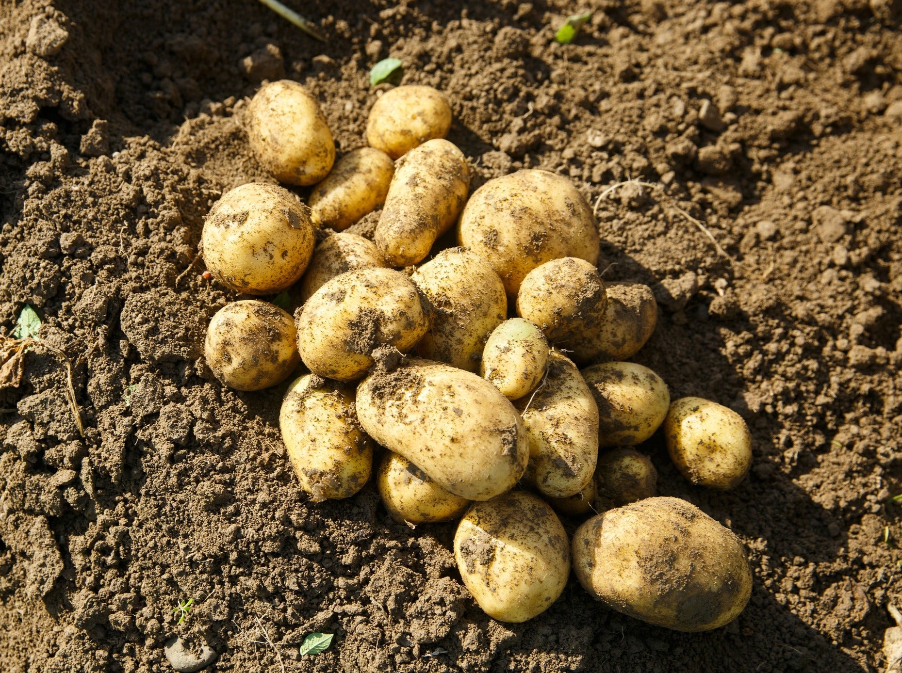 Streamside Organics' Organic Potatoes - Agria