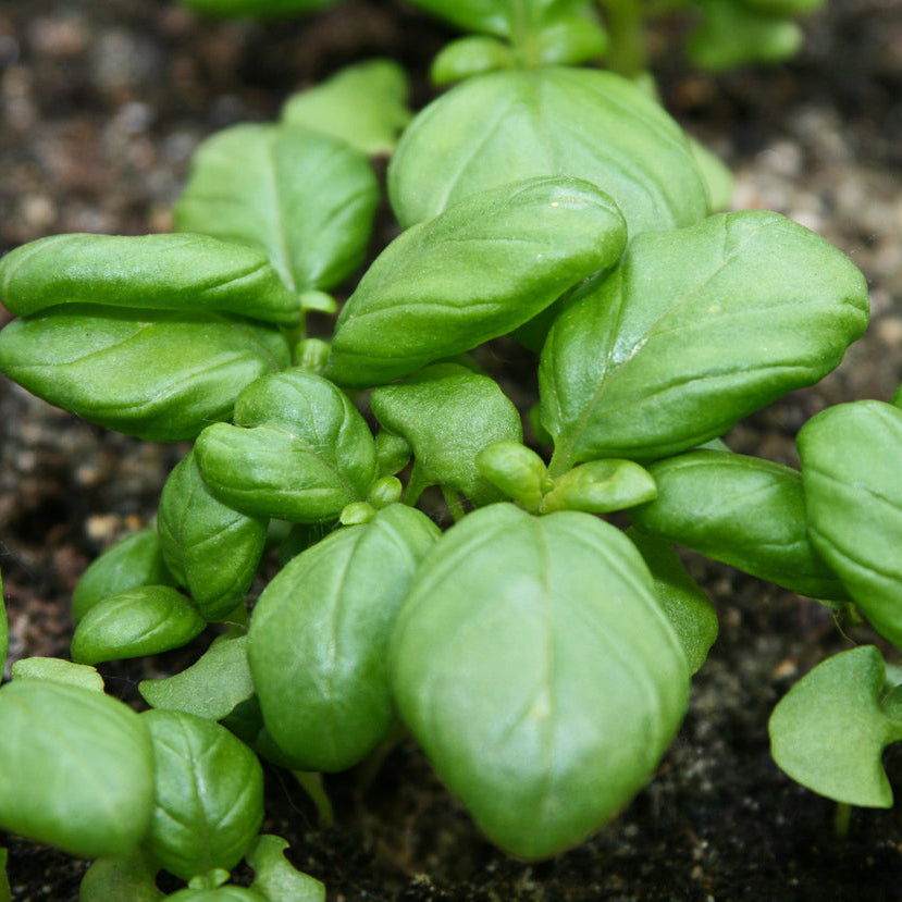 Organic Basil Seedlings - 10 cm pot