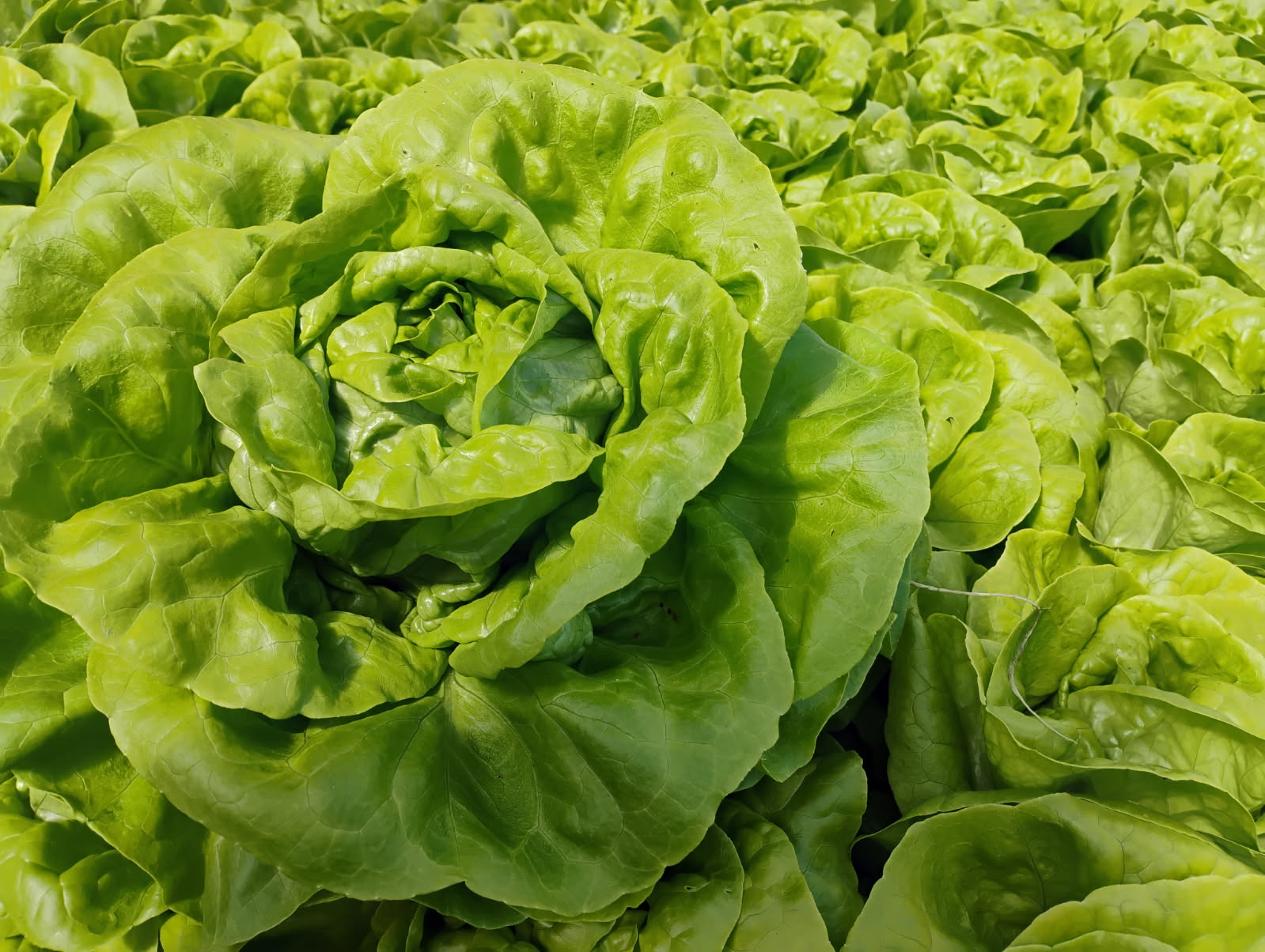 Masterton Spray Free (not organic) Hydroponic Lettuce - Buttercrunch