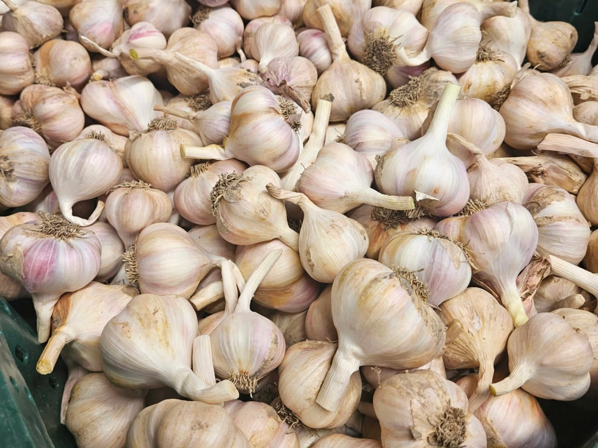 Untamed Earth Organic Garlic