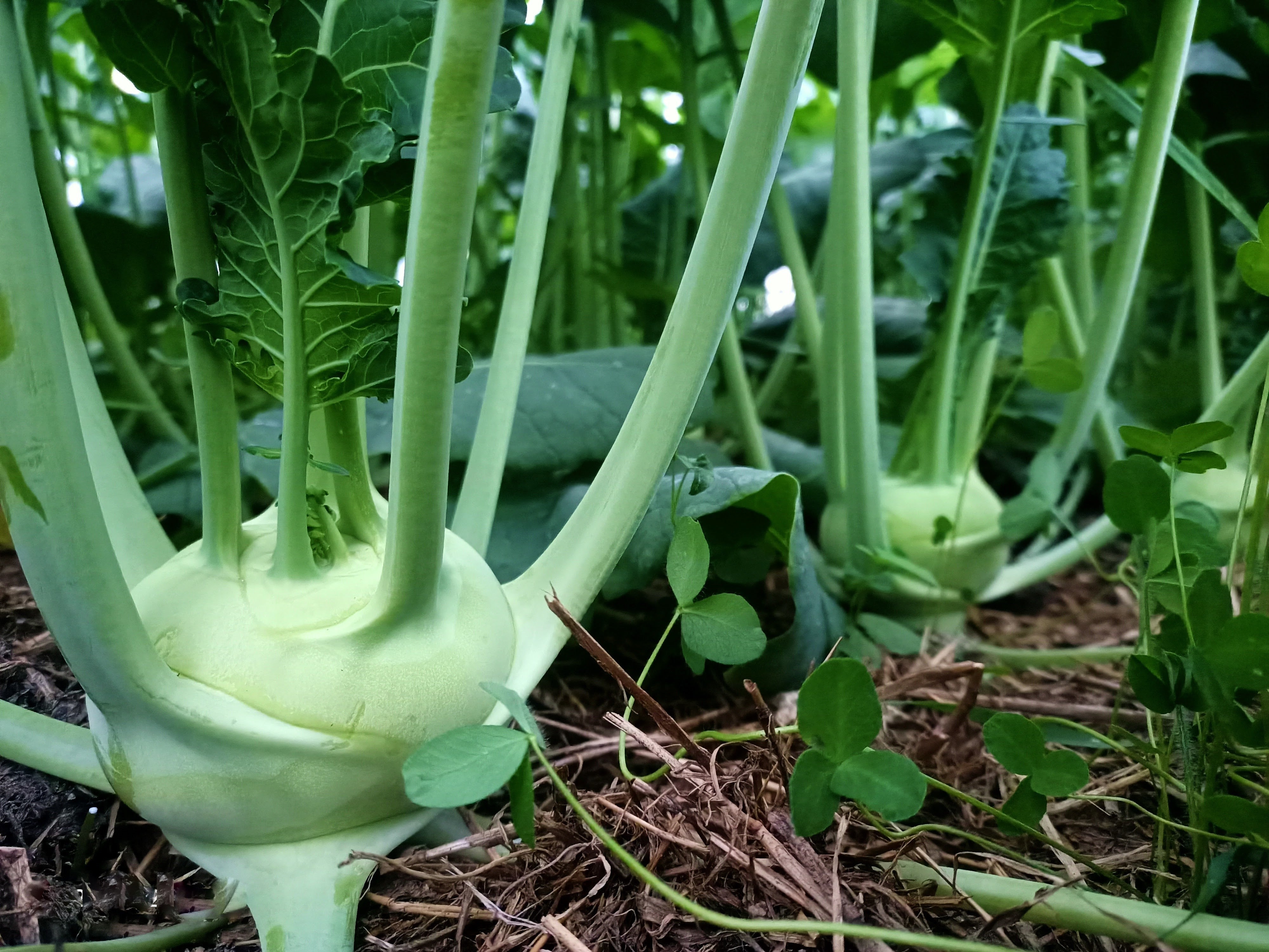 Streamside Organic Kohlrabi - Each
