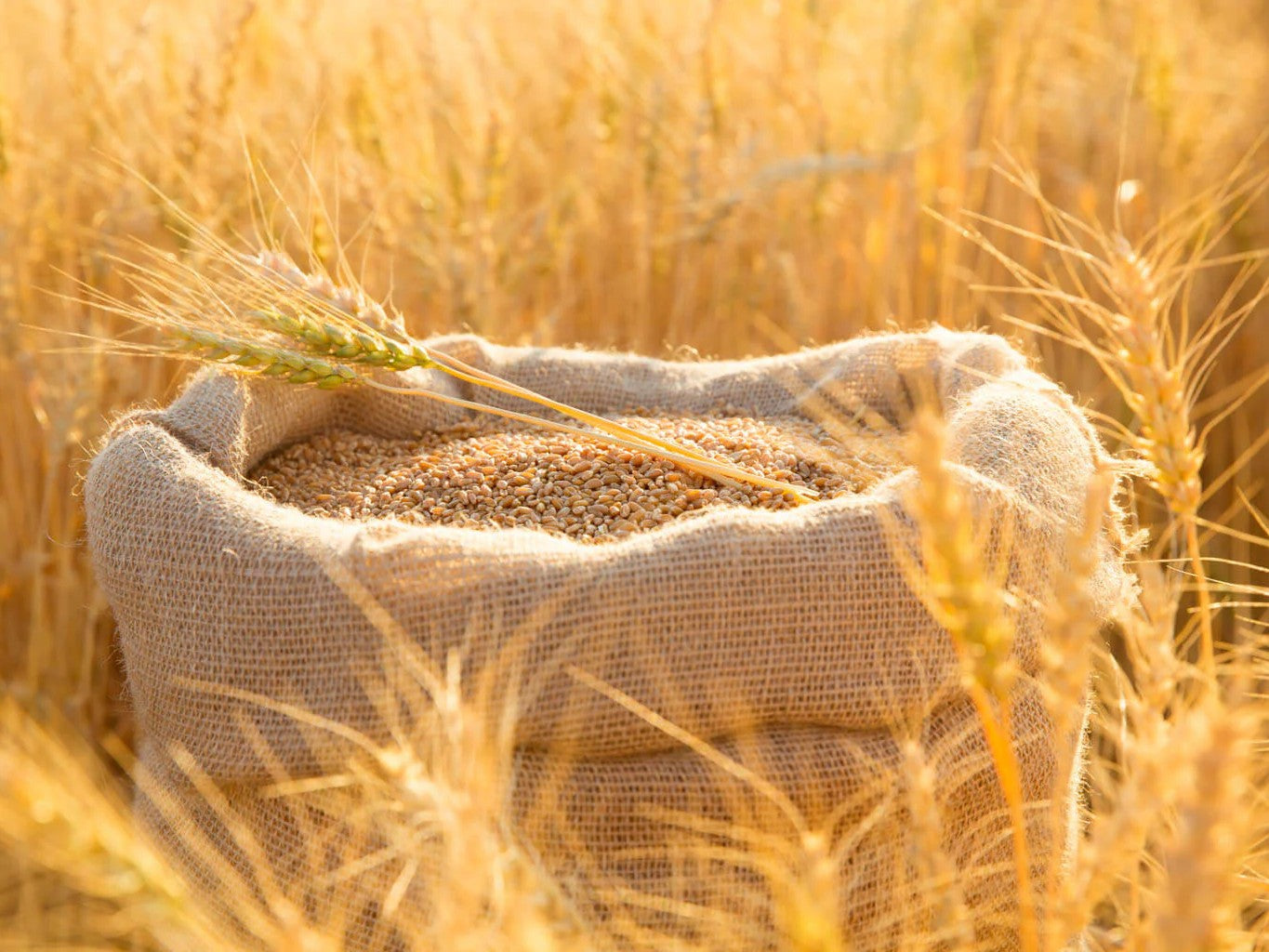 NZ Organic Wheat SECONDS - Stock Feed Grade