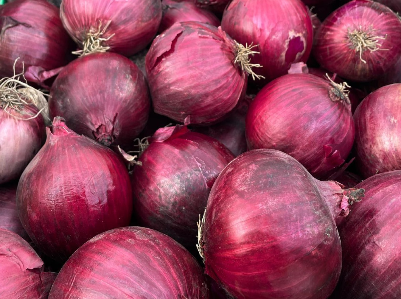 Streamside Organic Onions - Red