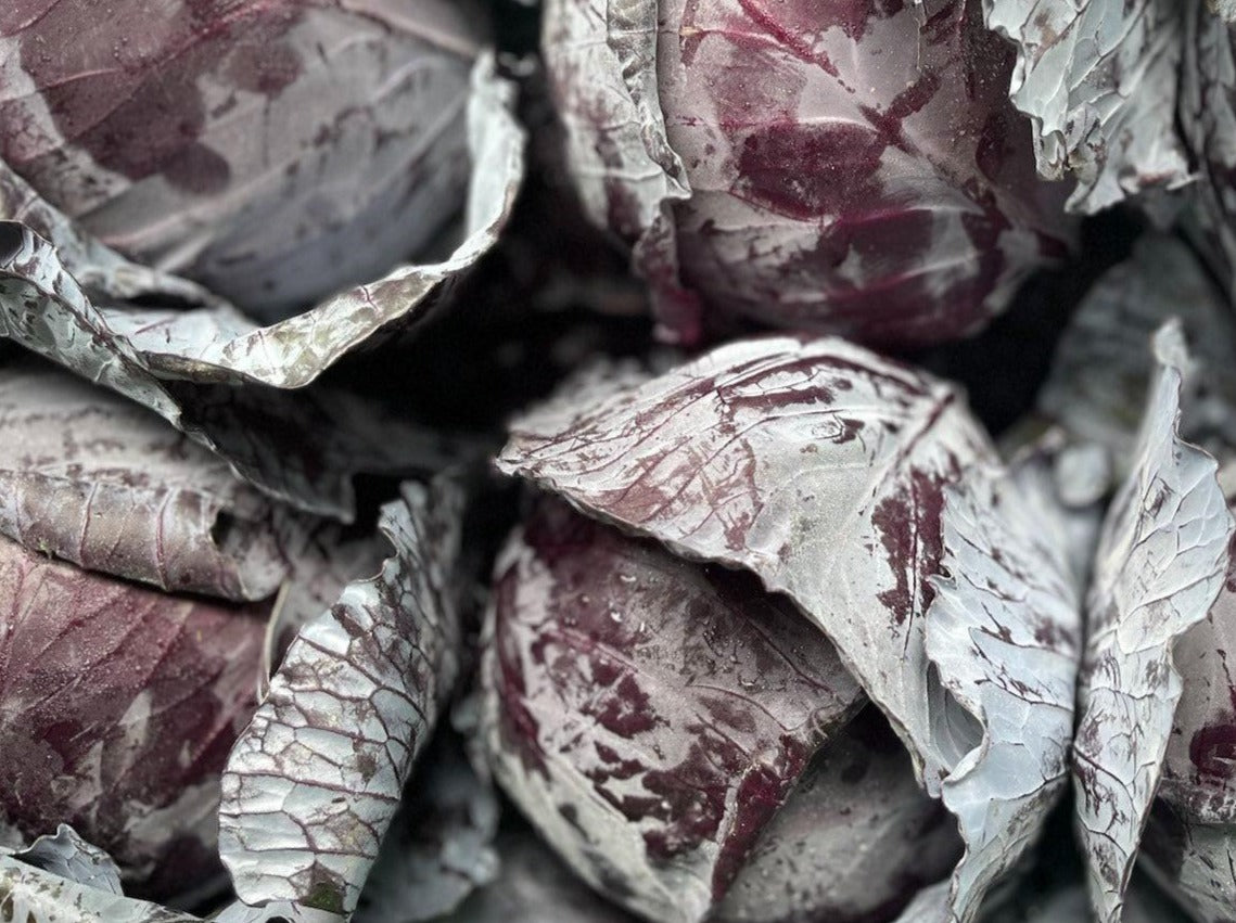 Untamed Earth Organic Red Cabbage