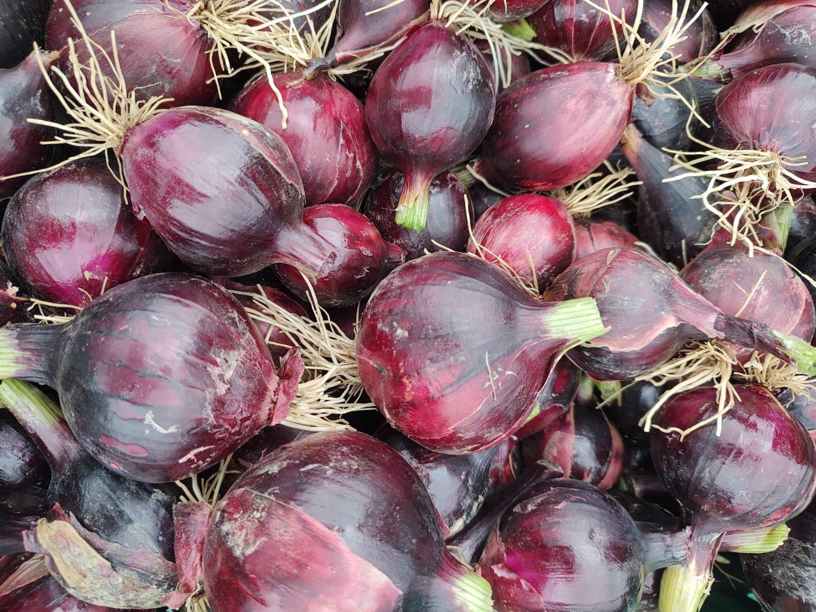 Live2Give FRESH Organic Red Onions SML/MED