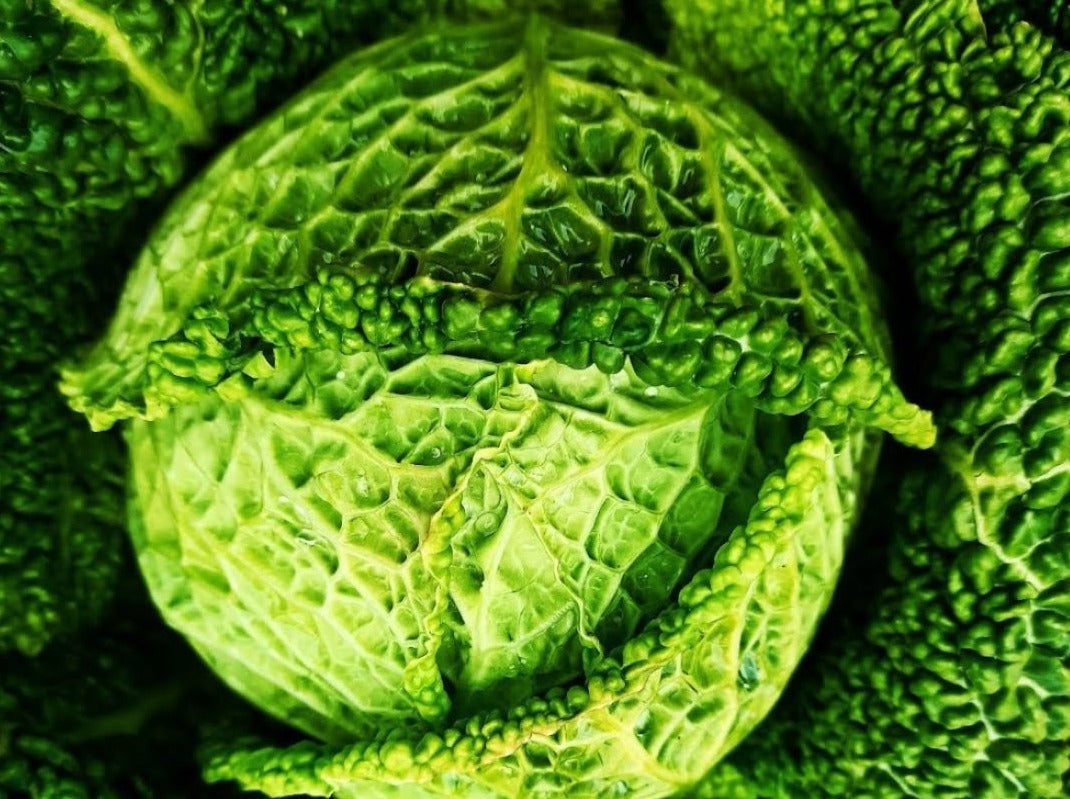 Streamside Organics' Organic Cabbage - Savoy