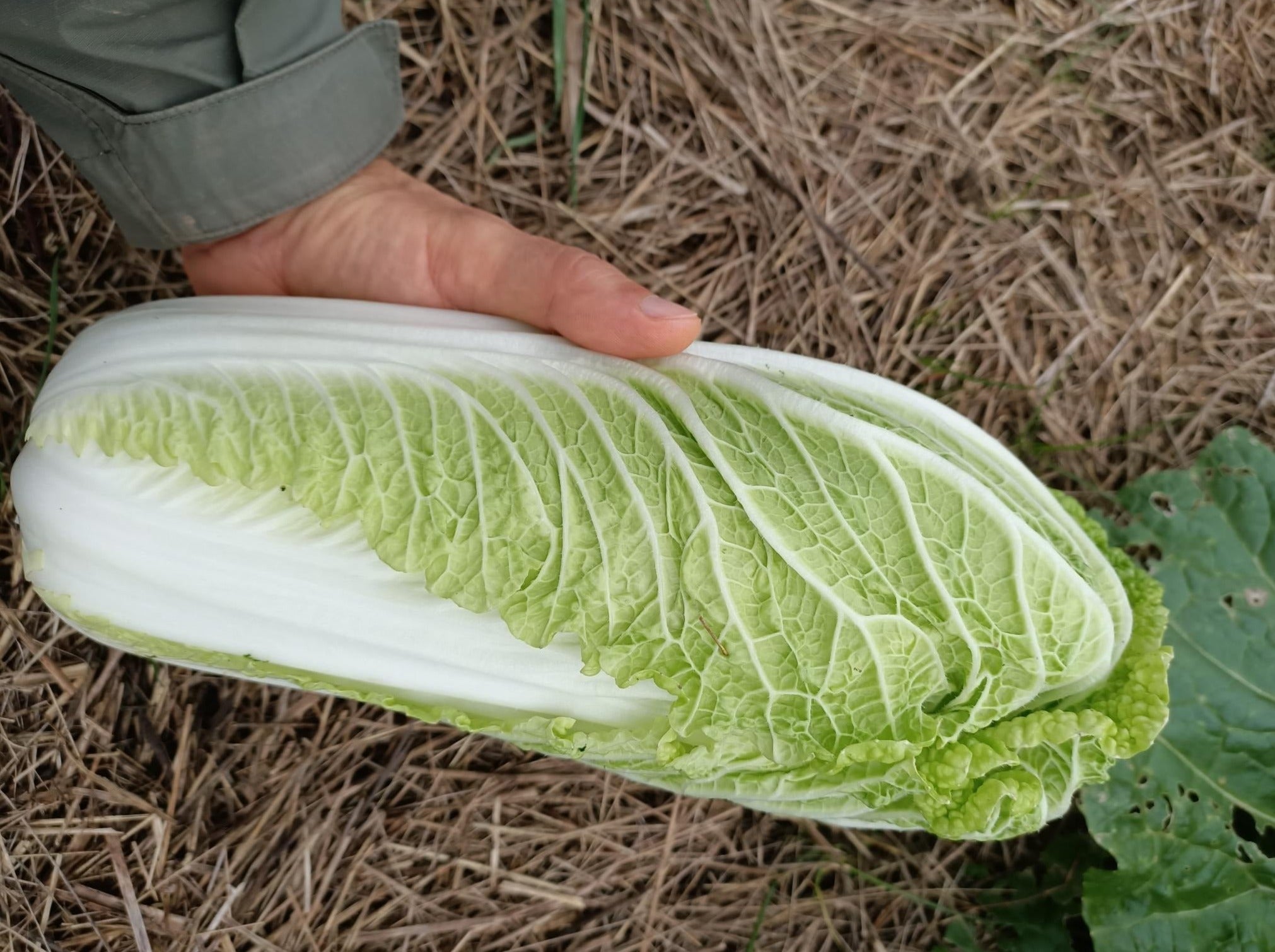 Live2Give Farm Organic Wong Bok Chinese Cabbage - SMALL