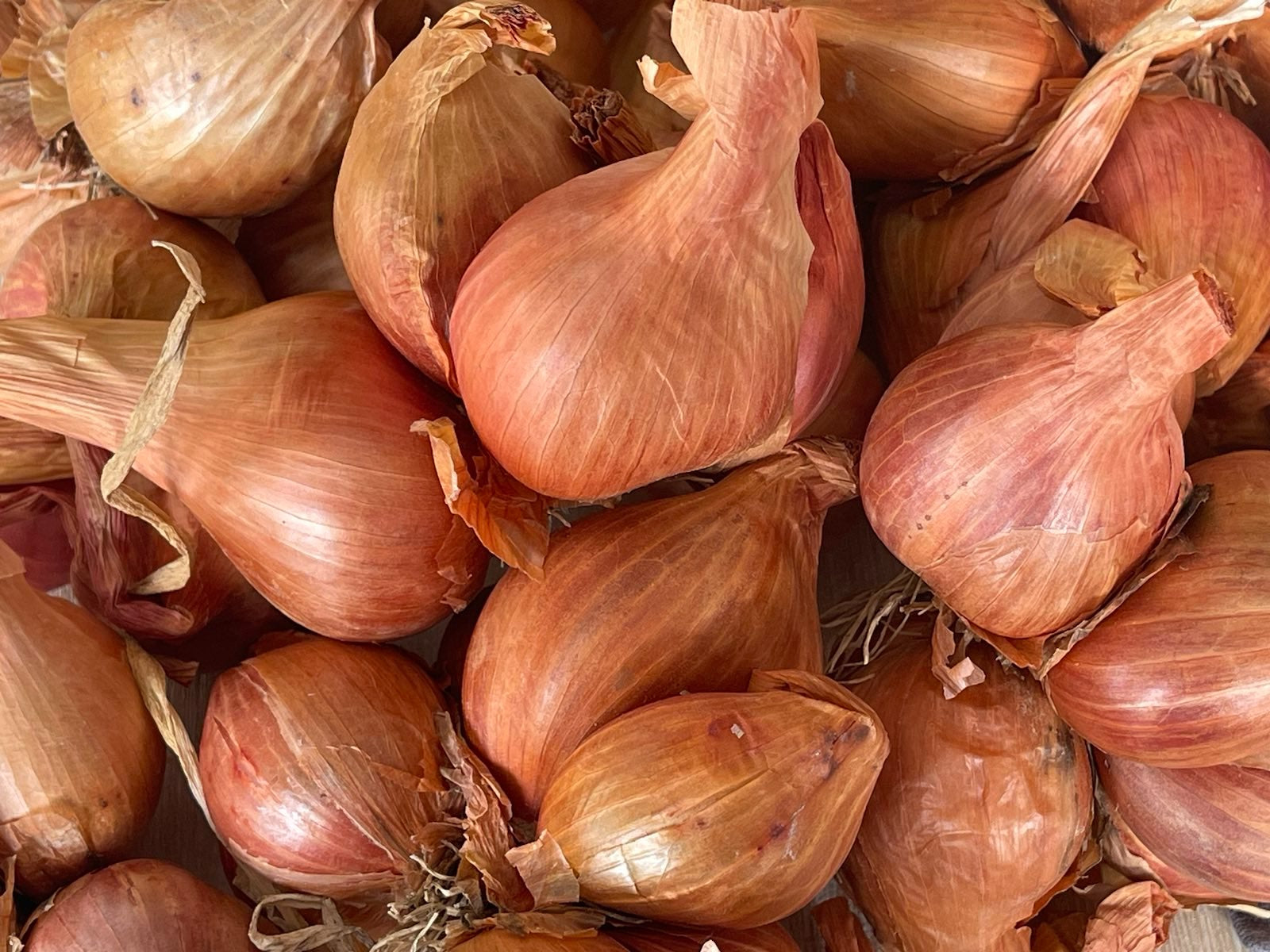 Peter's Local Organic Shallots