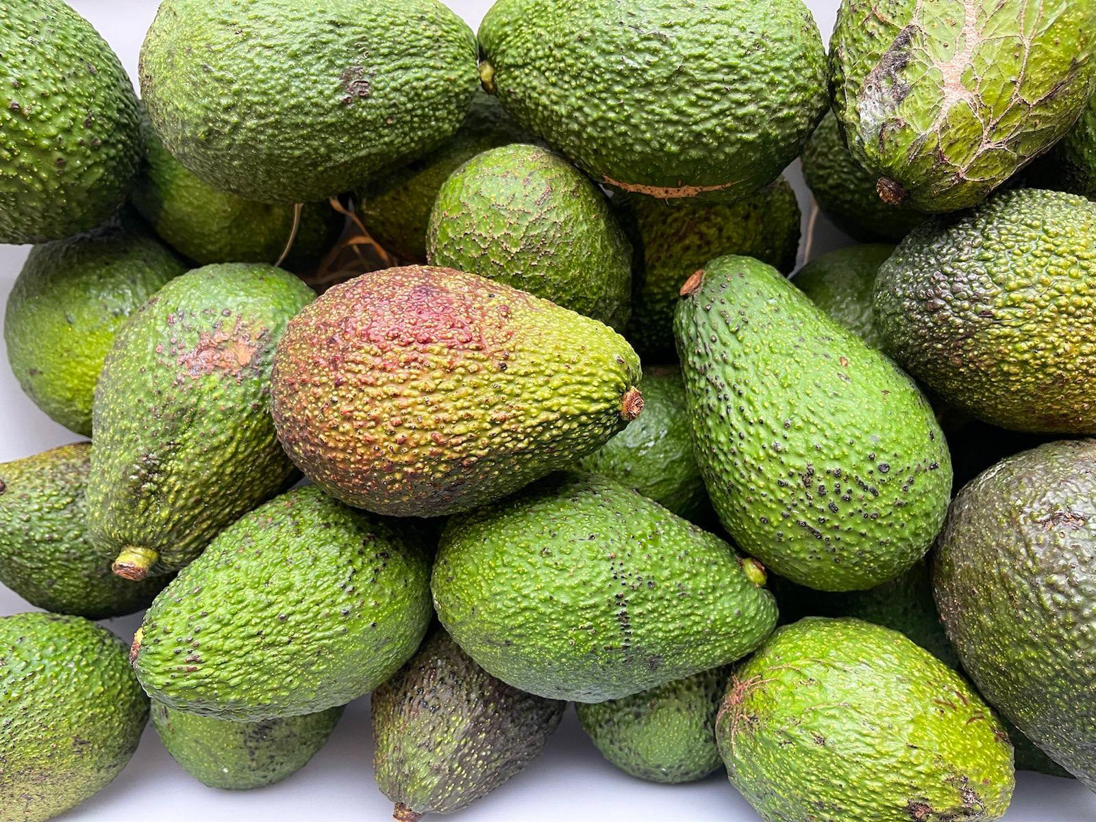 Katikati Organic "Ugly Avos" - Hass MED/LGE