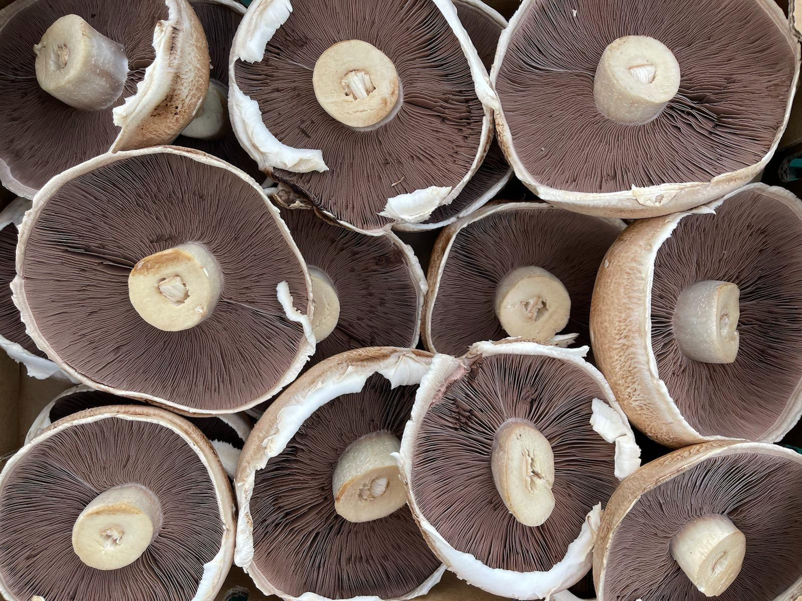 NZ Organic Mushrooms - Portobello 250g Pack