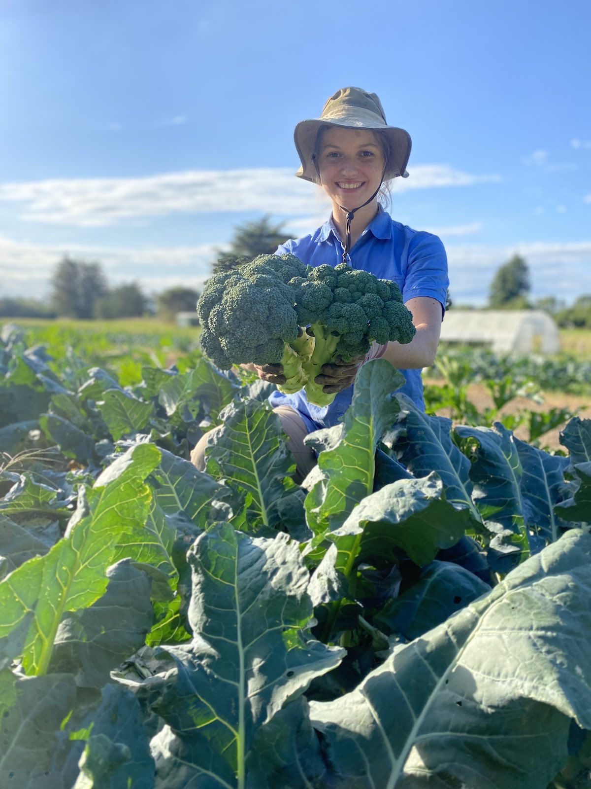 Organic Broccoli Seedlings - 8 pack bundle