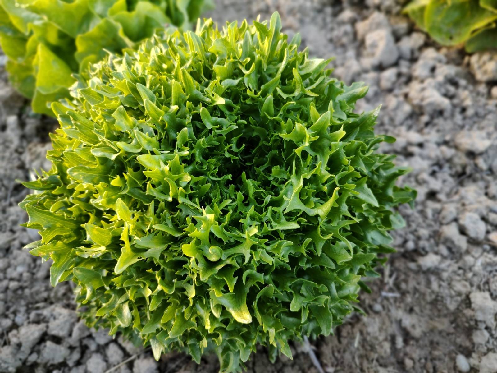Live2Give Farm Organic Lettuce - Exanimo