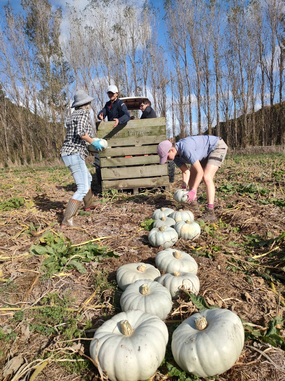 Live2Give Farm Organic Pumpkin - Crown