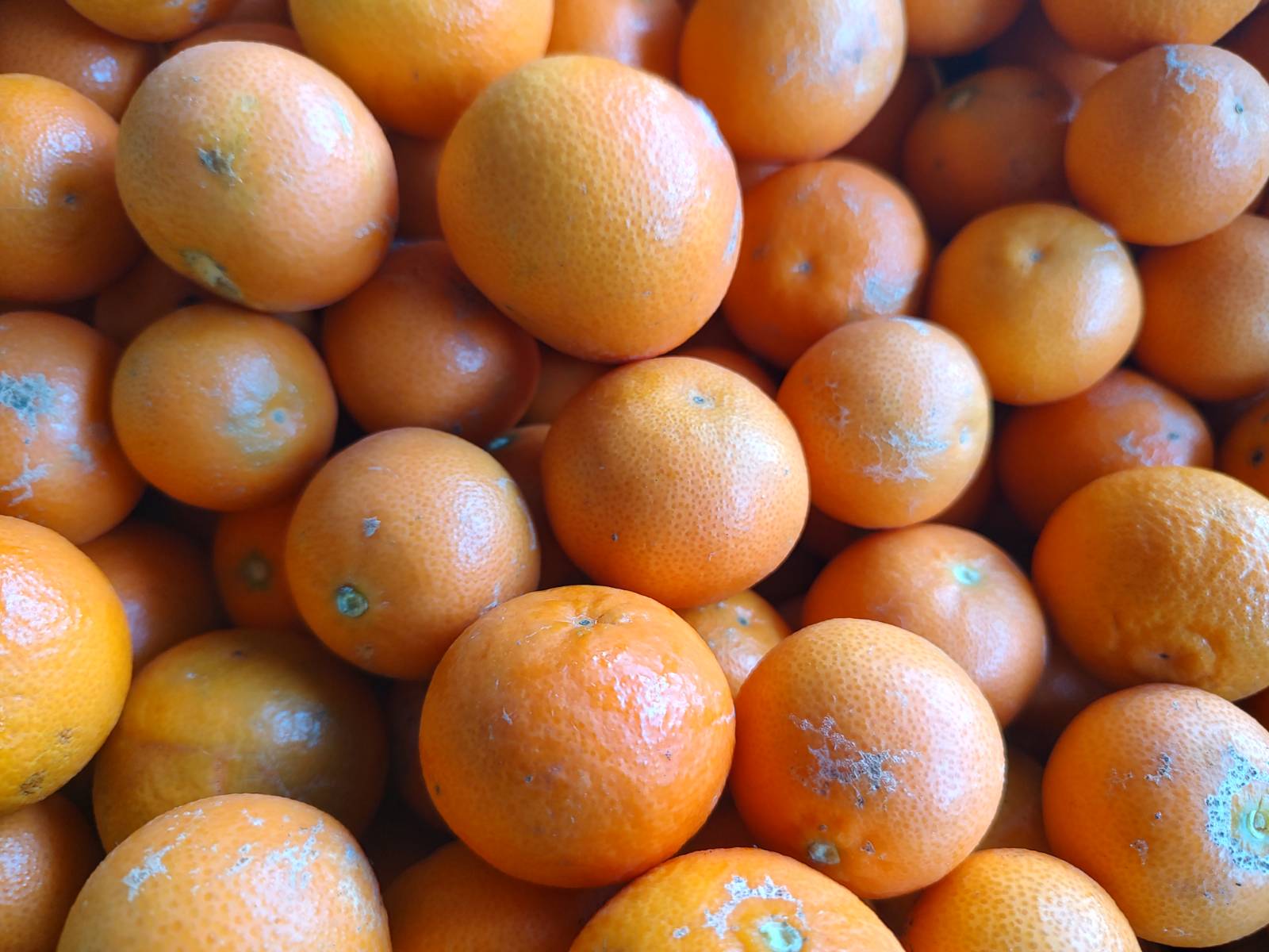 Local Organic Mandarins - Clementine