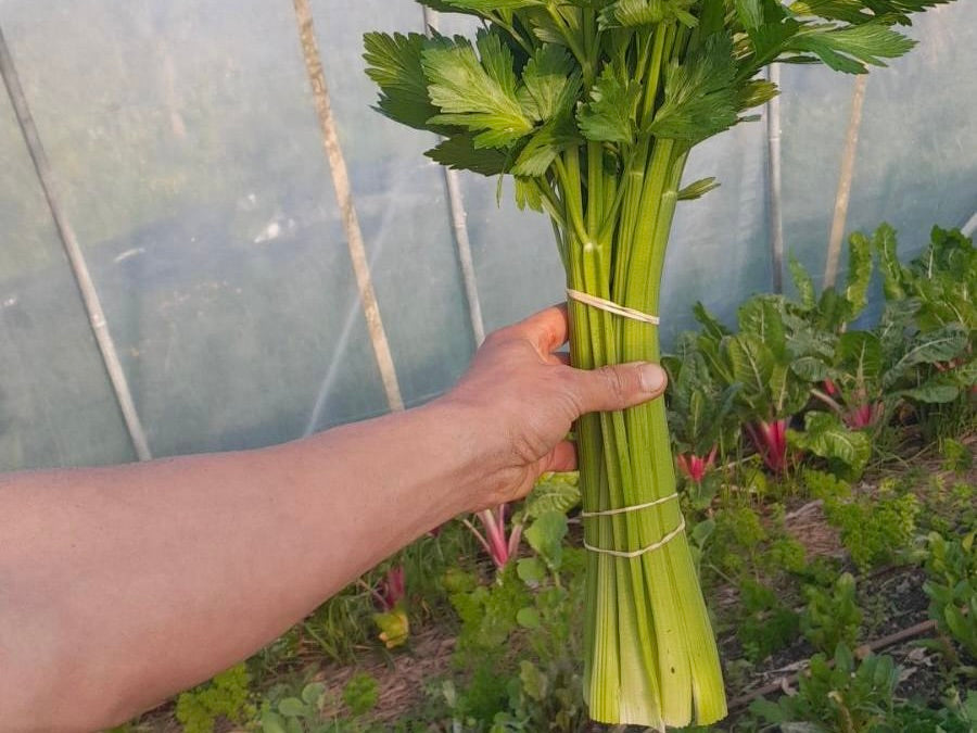 Crooked Vege Organic Celery Stalks - Bunched