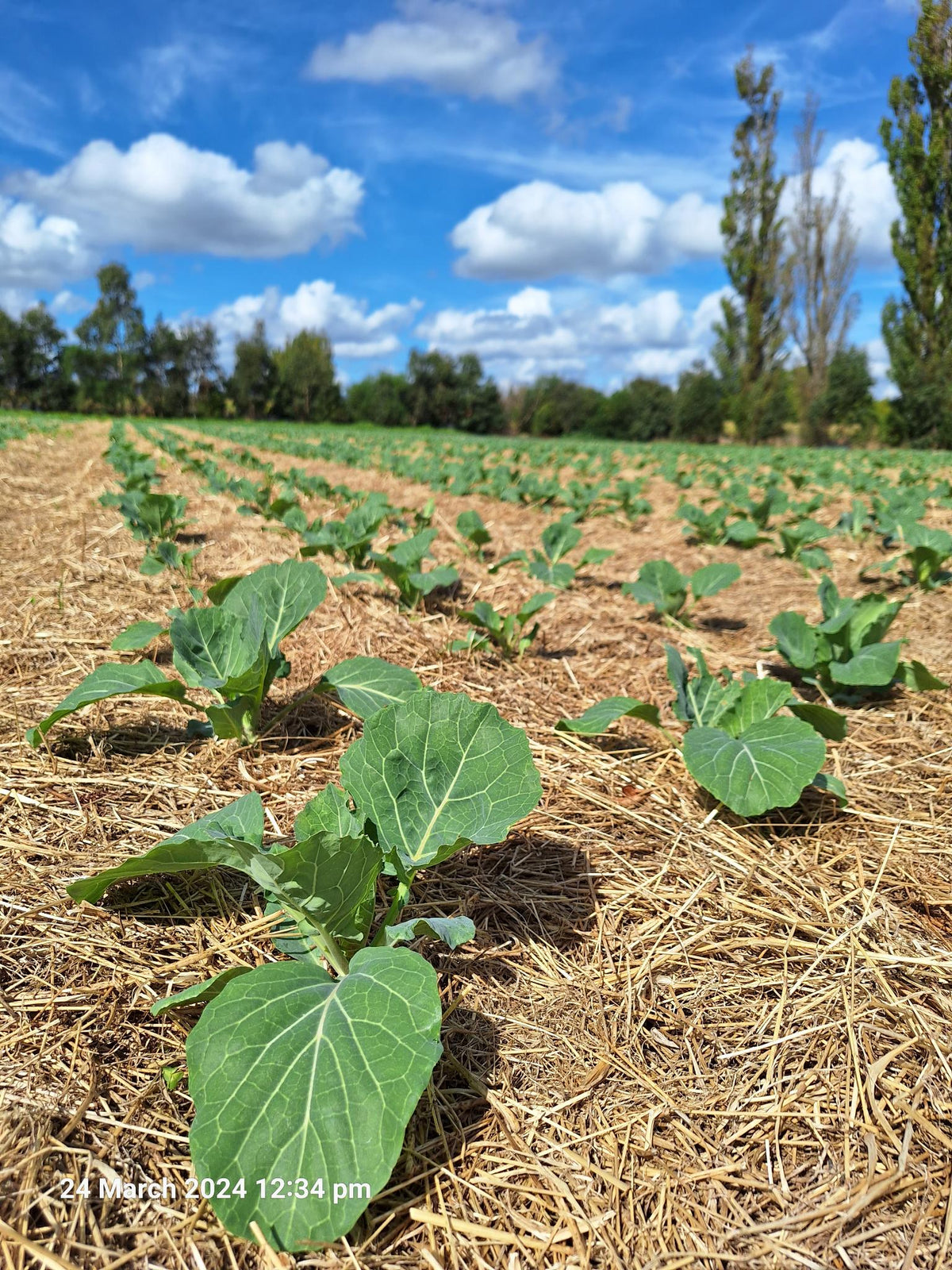 Organic Cabbage Green Seedlings - 8 pack bundle