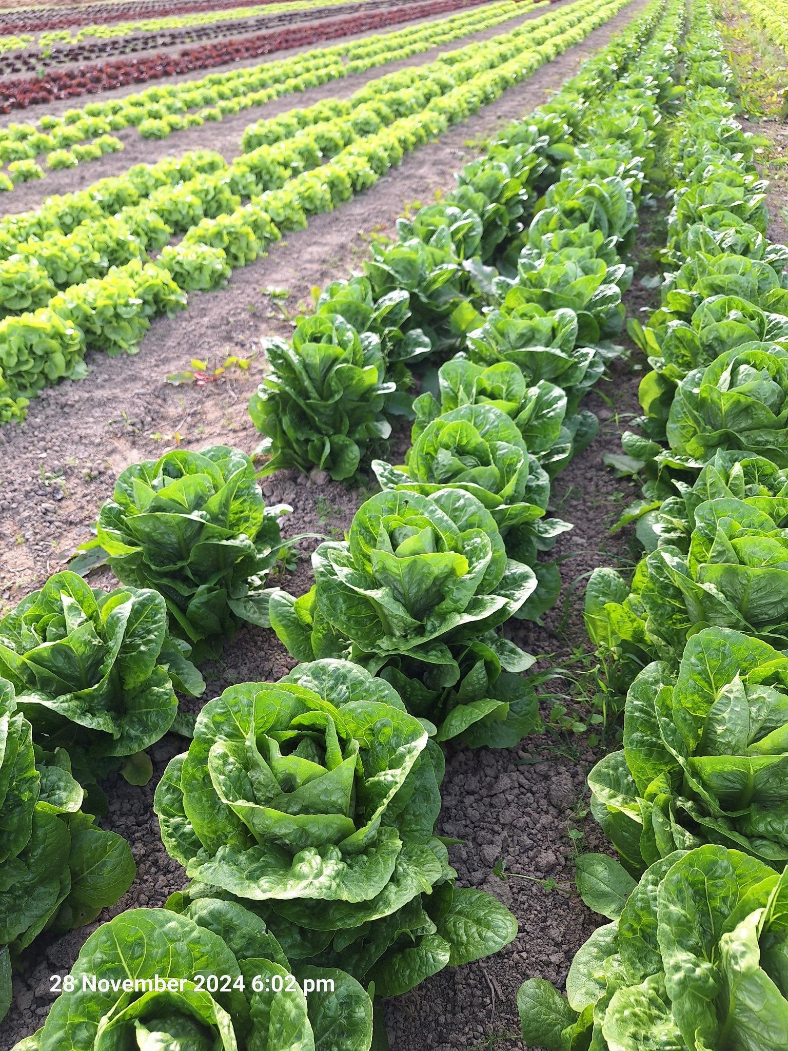 Live2Give Farm Organic Lettuce - Cos