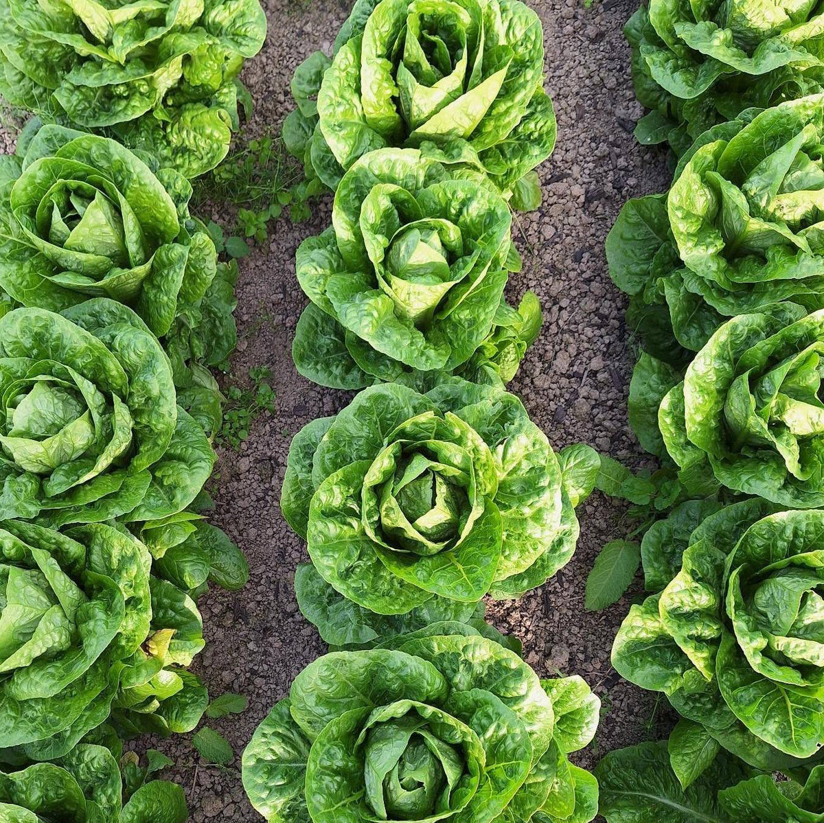 Organic Lettuce Cos Seedlings - 8 pack bundle