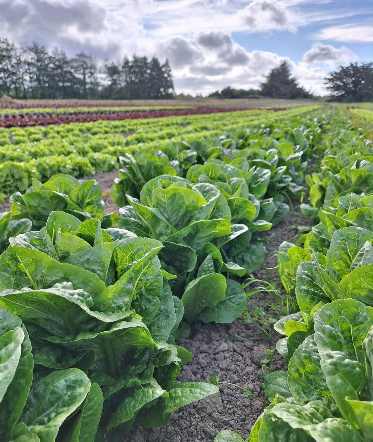 Organic Lettuce Cos Seedlings - 8 pack bundle
