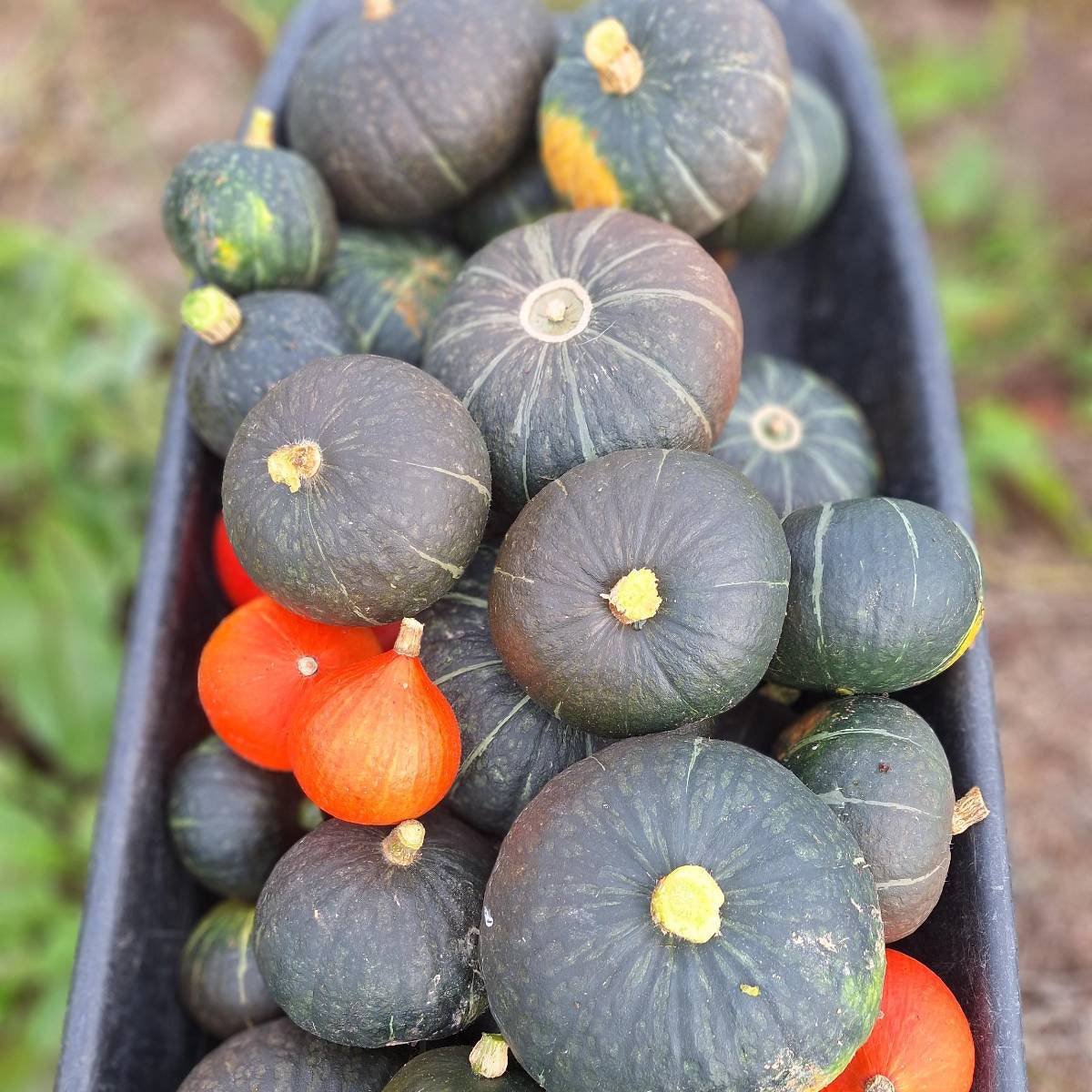 Organic Buttercup Pumpkin Seedlings - individual potted plant