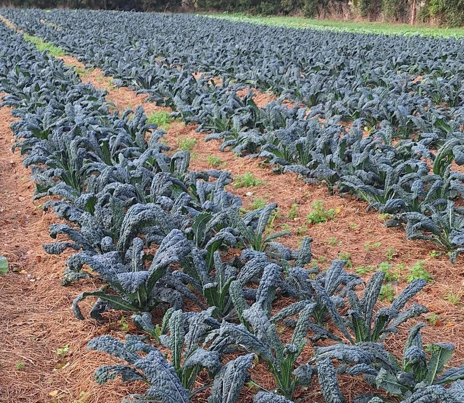Organic Cavolo Nero Seedlings - 8 pack bundle