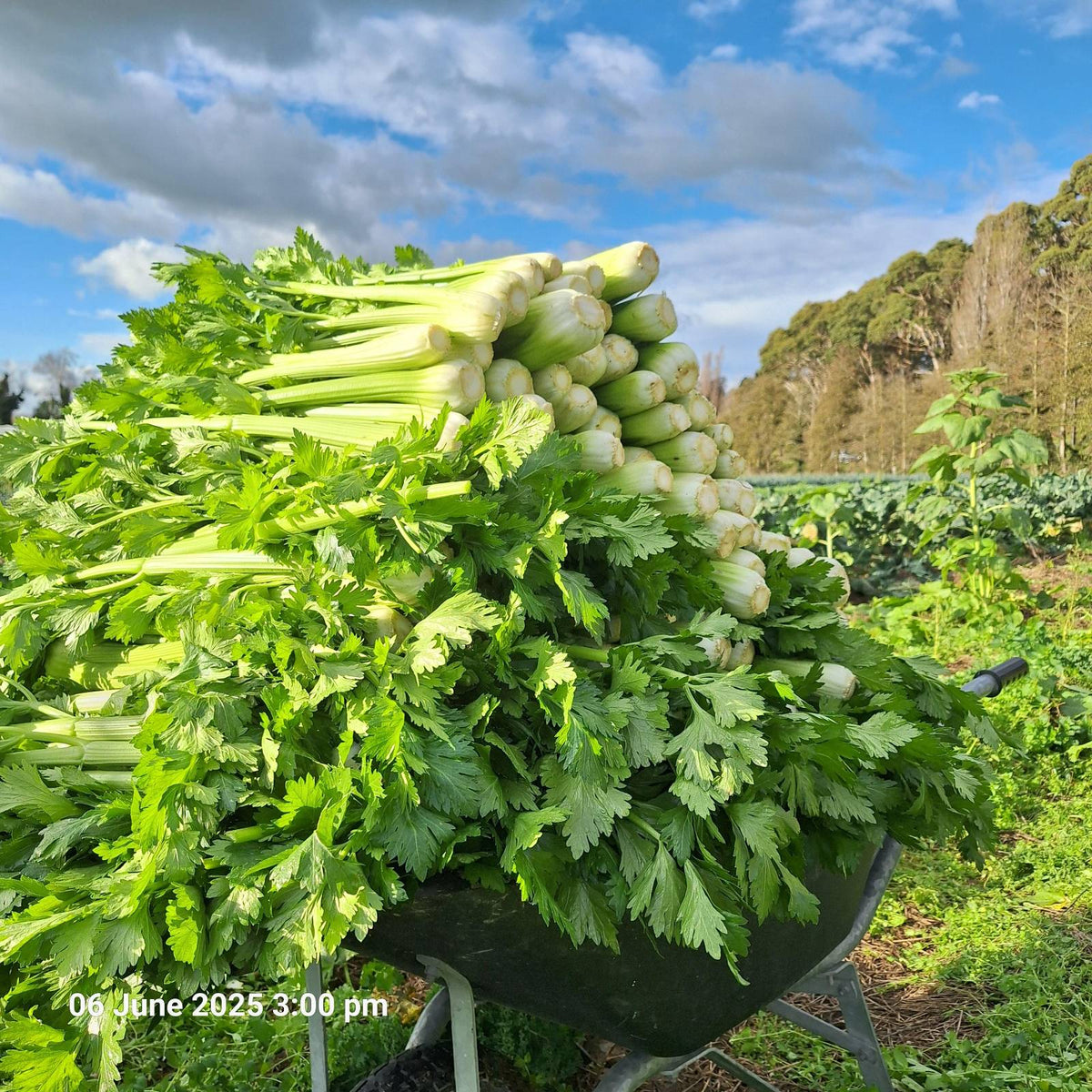 Organic Celery Seedlings - 8 pack bundle