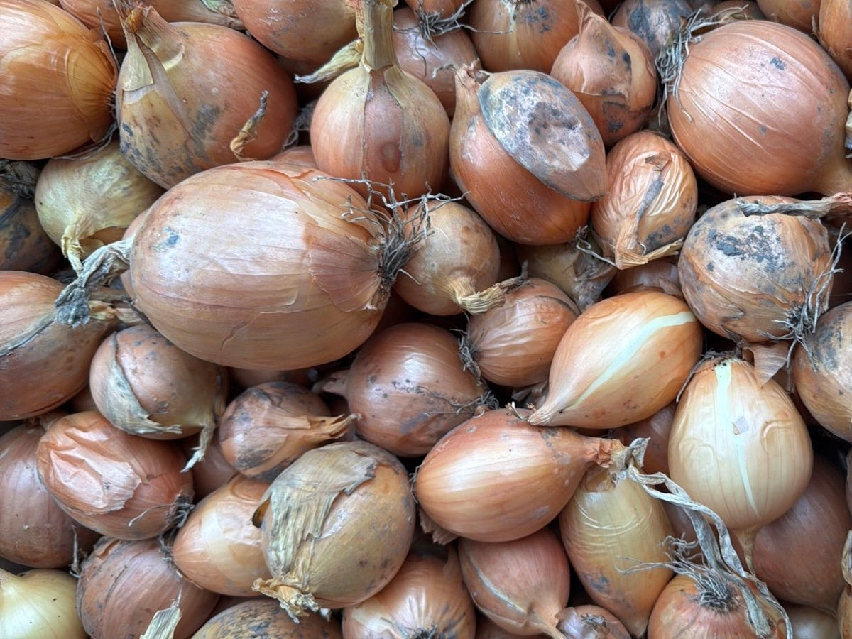 Palmy Organic Brown Onions - SMALL