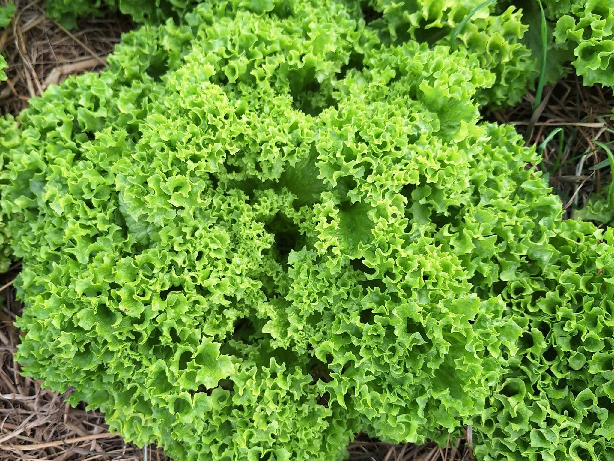 Live2Give Farm Organic Lettuce - Batavia