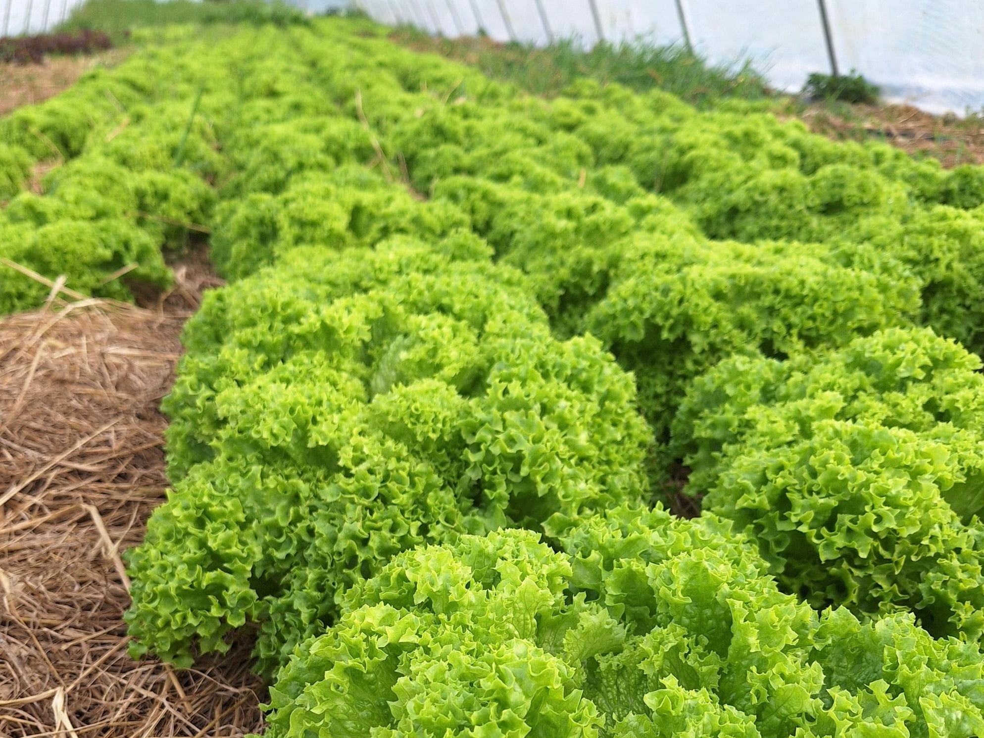 Live2Give Farm Organic Lettuce - Batavia