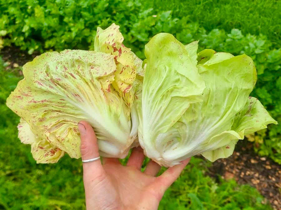 Crooked Vege Organic Radicchio - green SMALL