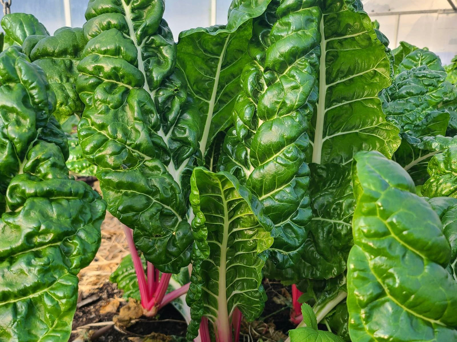 Crooked Vege Organic Silverbeet PREMIUM