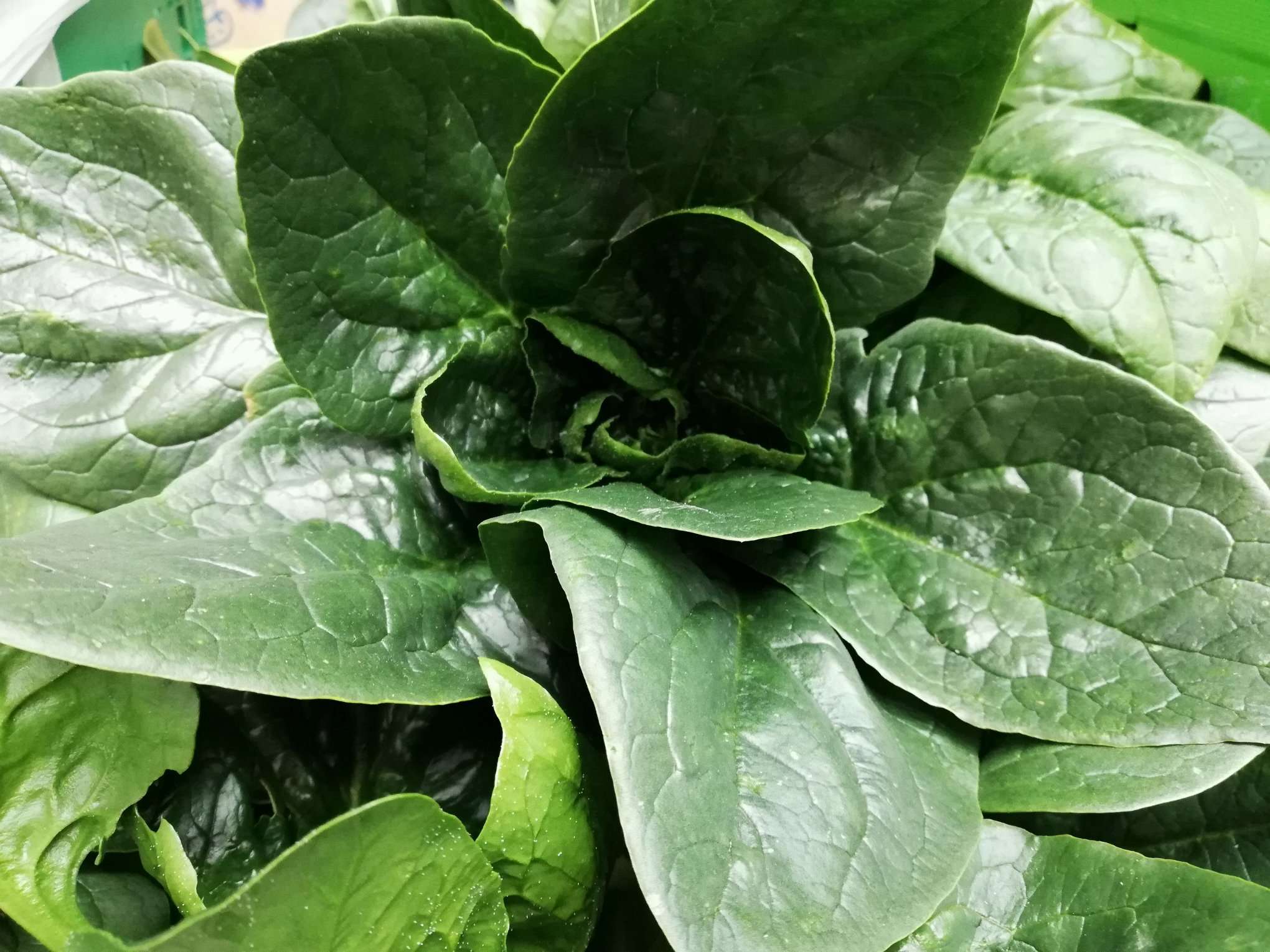 New Zealand Organic Spinach