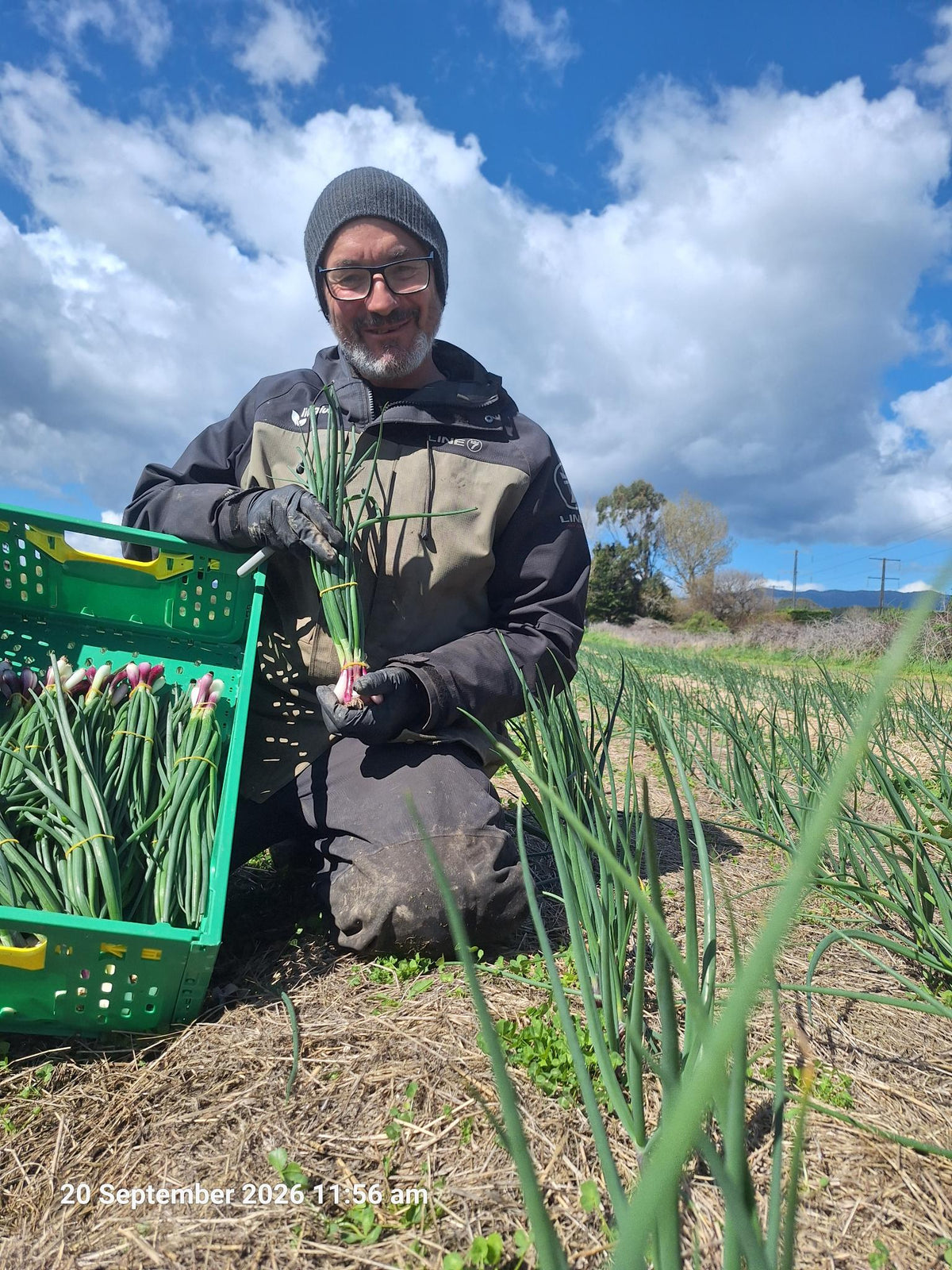 Organic Spring Onion Seedlings - 8 pack bundle
