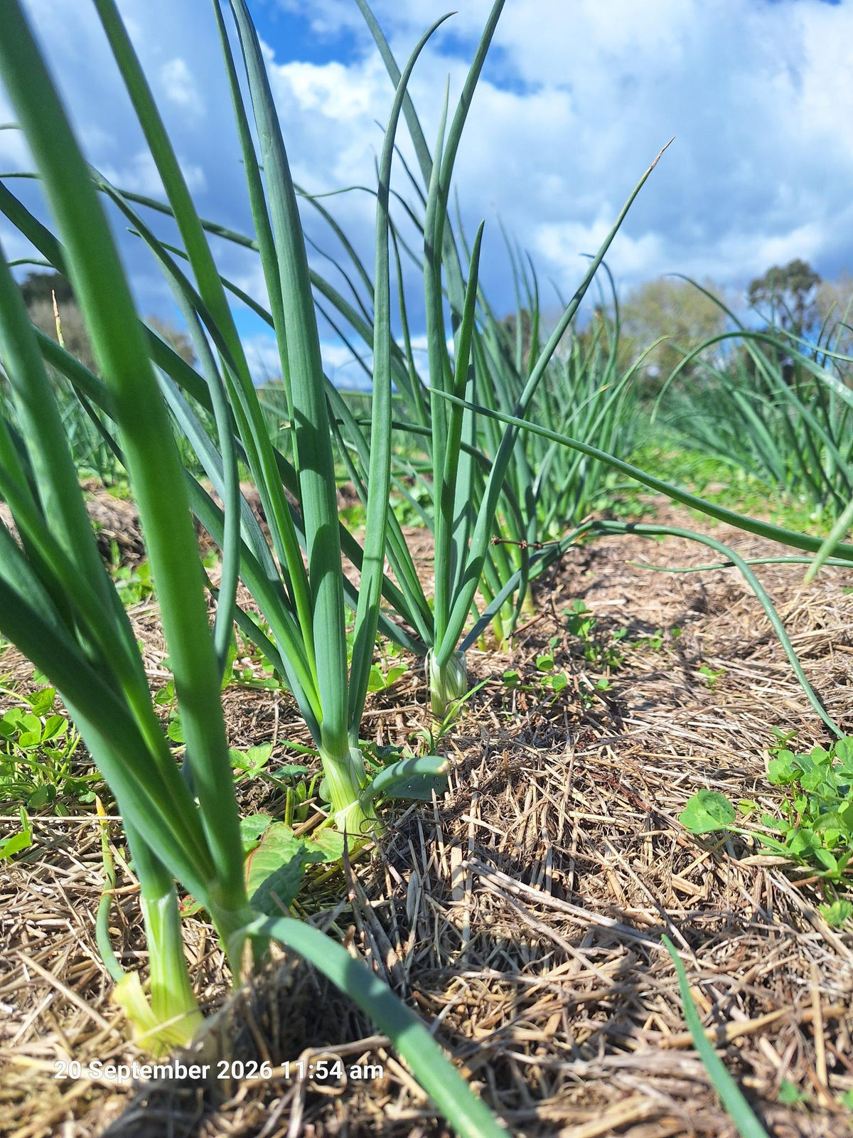 Organic Spring Onion Seedlings - 8 pack bundle