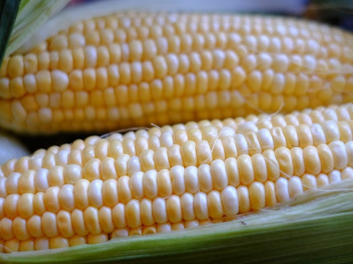 Streamside Organics Sweetcorn -Fresh pick