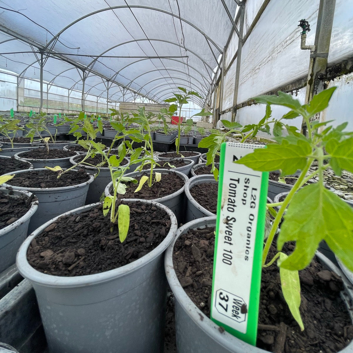 Organic Tomato Seedlings - individual potted plant
