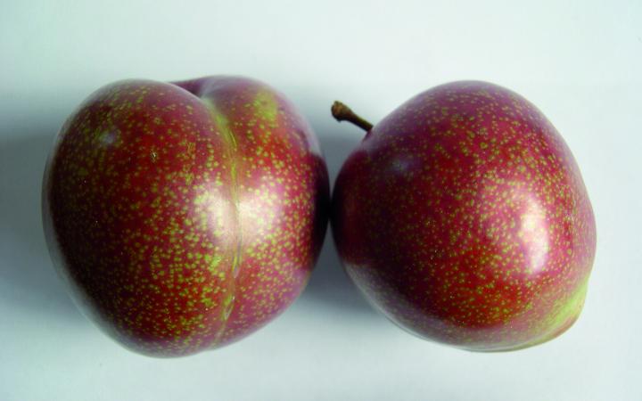 Hawke's Bay Spray-Free Plums - Omega