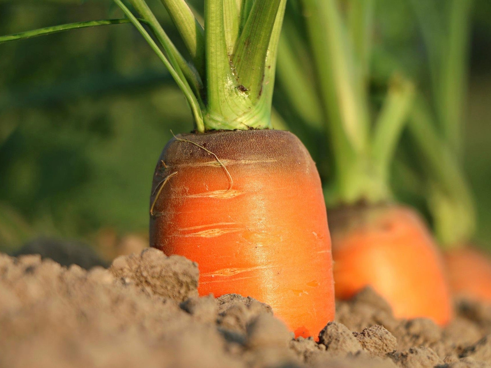 NZ Organic Carrots