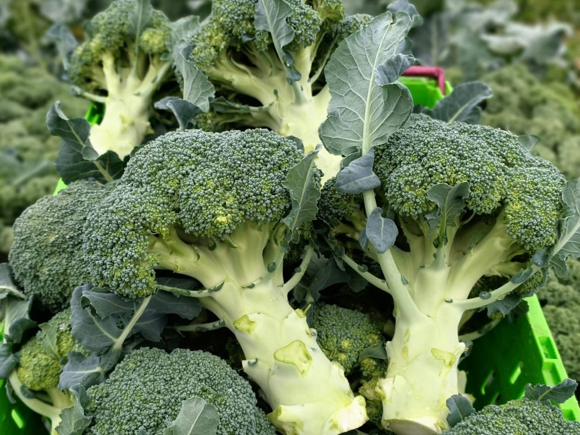 Local Organic Broccoli