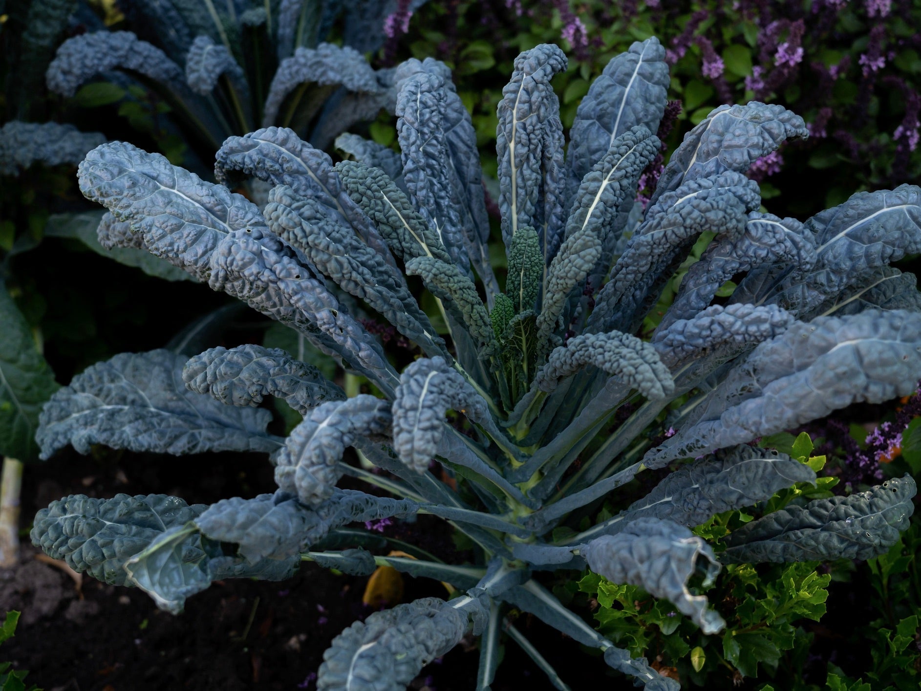 Streamside Organics' Organic Cavolo Nero