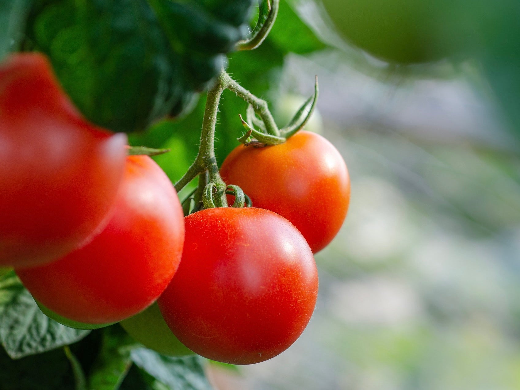 NZ Spray Free (not organic) Tomatoes - Premium