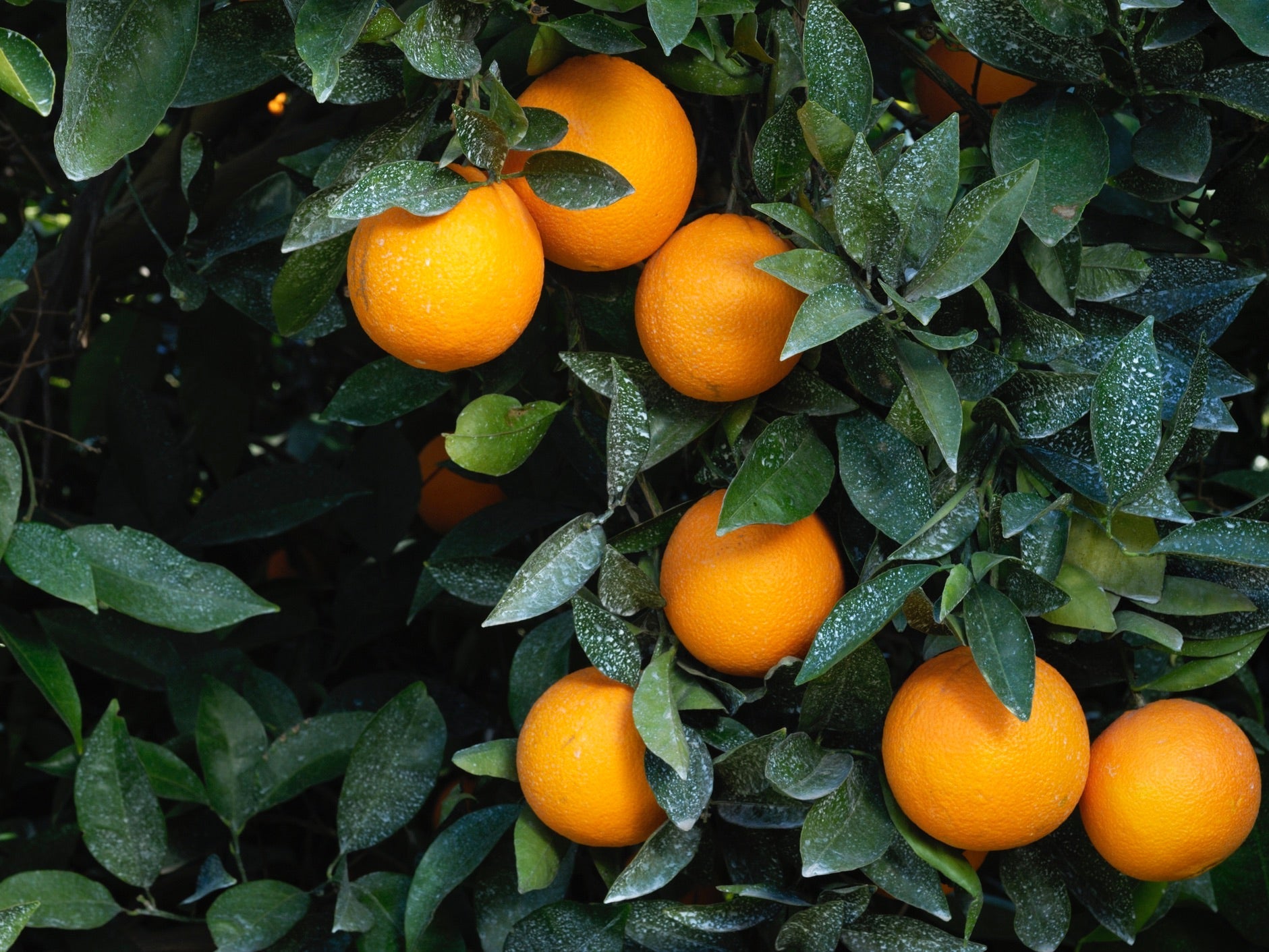 Tauranga Spray Free (not organic) Oranges - Navel