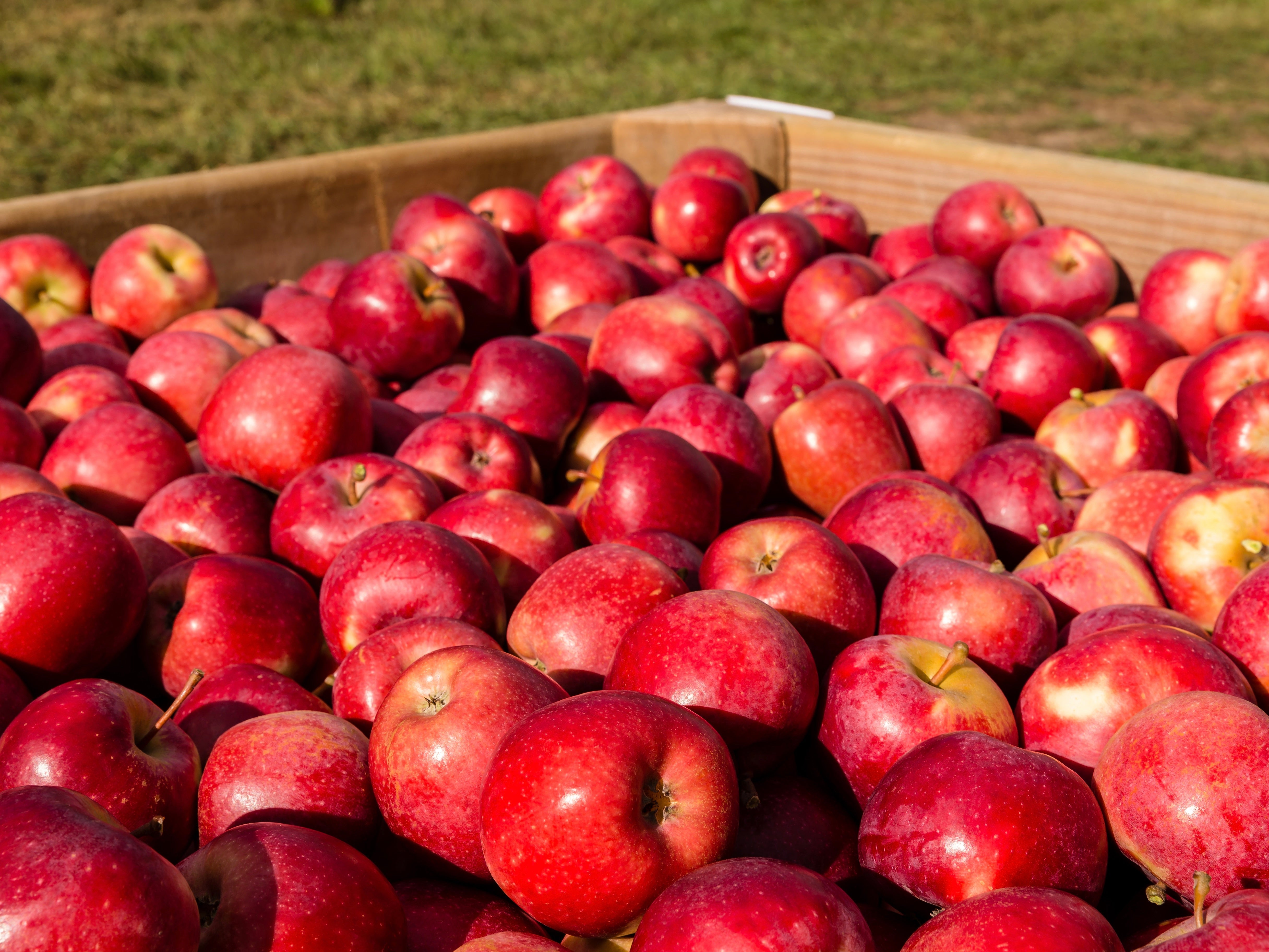 Te Mata Orchards Organic Apples - NZ Queen