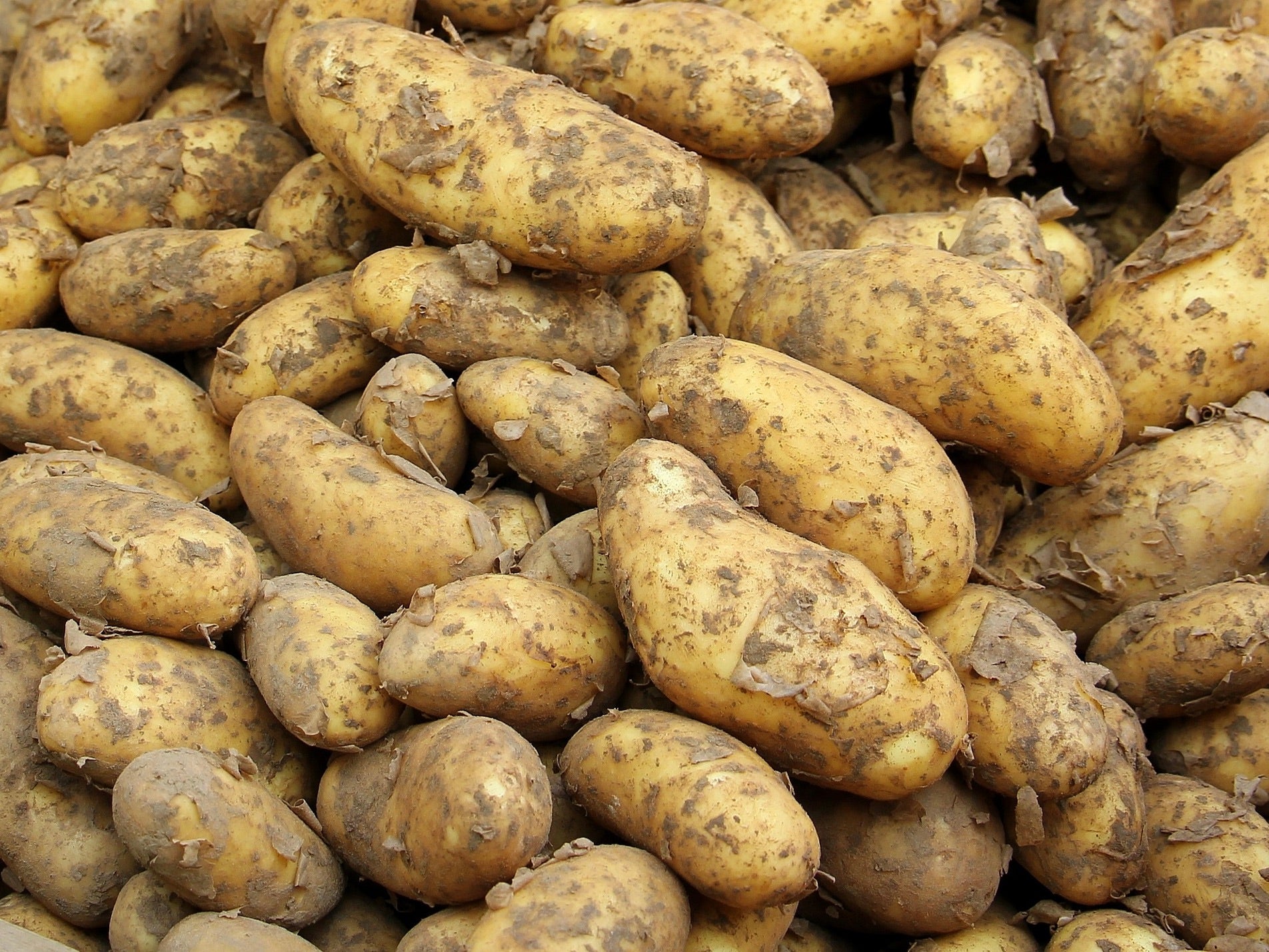 Hastings Organic Potatoes - Agria BRUSHED
