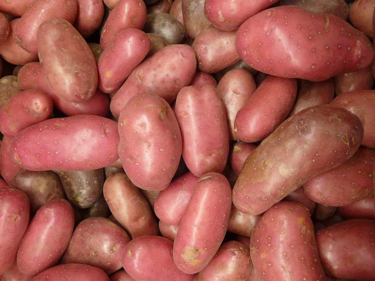 NZ Organic Potatoes - Red Flesh
