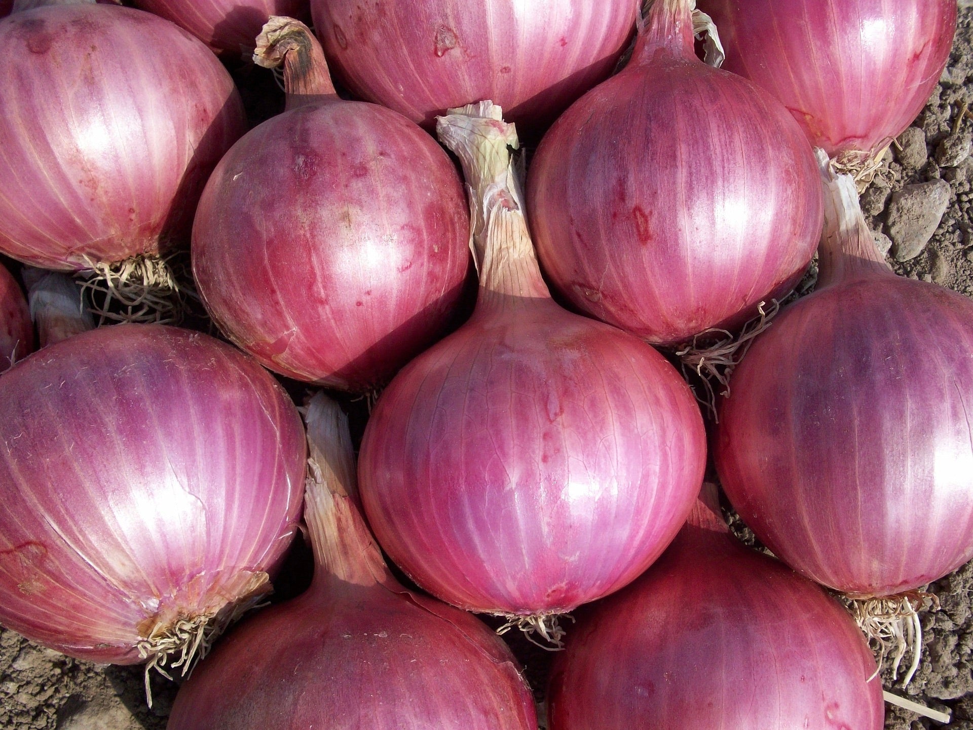 USA Organic Onions - Red